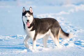 Cách chọn chó Husky con đẹp cho người mới chơi