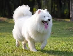 Hướng dẫn cách chăm sóc chó Samoyed