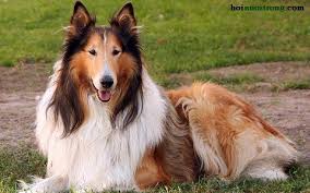 Chó ROUGH COLLIE - Quí bà Anh Quốc